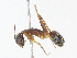  ( - CBG-A13275-F12)  @11 [ ] CreativeCommons - Attribution Share - Alike (2023) CBG Photography Group Centre for Biodiversity Genomics