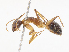  ( - CBG-A13275-G01)  @11 [ ] CreativeCommons - Attribution Share - Alike (2023) CBG Photography Group Centre for Biodiversity Genomics