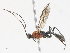 (Aleiodes reticulisoma - CBG-A13276-A07)  @11 [ ] CreativeCommons - Attribution Share - Alike (2023) CBG Photography Group Centre for Biodiversity Genomics