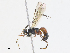  (Aleiodes rufomedius - CBG-A13276-C01)  @11 [ ] CreativeCommons - Attribution Share - Alike (2023) CBG Photography Group Centre for Biodiversity Genomics