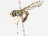  ( - CBG-A13276-D05)  @11 [ ] CreativeCommons - Attribution Share - Alike (2023) CBG Photography Group Centre for Biodiversity Genomics