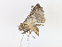  ( - CBG-A13257-E05)  @11 [ ] CreativeCommons - Attribution Share - Alike (2023) CBG Photography Group Centre for Biodiversity Genomics