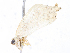  ( - CBG-A13276-H07)  @11 [ ] CreativeCommons - Attribution Share - Alike (2023) CBG Photography Group Centre for Biodiversity Genomics