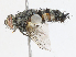  (Exorista hyalipennis - CBG-A13345-A02)  @11 [ ] CreativeCommons - Attribution Share - Alike (2023) CBG Photography Group Centre for Biodiversity Genomics