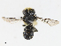  (Megachile sp. 0702A123 - CBG-A13345-F06)  @11 [ ] CreativeCommons - Attribution Share - Alike (2023) CBG Photography Group Centre for Biodiversity Genomics
