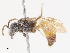  ( - CBG-A13345-G03)  @11 [ ] CreativeCommons - Attribution Share - Alike (2023) CBG Photography Group Centre for Biodiversity Genomics