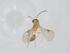  (Lipolexis Malaise4581 - CBG-A14099-B07)  @11 [ ] CreativeCommons - Attribution Share - Alike (2023) Centre for Biodiversity Genomics Centre for Biodiversity Genomics