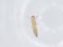  (Mycterothrips nilgiriensis - CBG-A14454-B10)  @11 [ ] CreativeCommons - Attribution Share - Alike (2023) Centre for Biodiversity Genomics Centre for Biodiversity Genomics