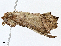  ( - CBG-A00344-B03)  @11 [ ] CreativeCommons - Attribution (2023) CBG Photography Group Centre for Biodiversity Genomics