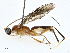  (Aleiodes propodocarinus - CBG-A00345-A03)  @11 [ ] CreativeCommons - Attribution (2023) CBG Photography Group Centre for Biodiversity Genomics