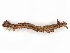  ( - CBG-A13258-H11)  @11 [ ] CreativeCommons - Attribution Share - Alike (2023) CBG Photography Group Centre for Biodiversity Genomics
