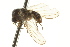  ( - CNC DIPTERA 163400)  @13 [ ] CreativeCommons - Attribution (2012) CNC/CBG Photography Group Centre for Biodiversity Genomics