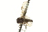 ( - CNC DIPTERA 163401)  @11 [ ] CreativeCommons - Attribution (2012) CNC/CBG Photography Group Centre for Biodiversity Genomics