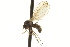  ( - CNC DIPTERA 163402)  @11 [ ] CreativeCommons - Attribution (2012) CNC/CBG Photography Group Centre for Biodiversity Genomics