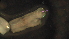  ( - 1N35)  @12 [ ] Copyright (2012) Jeffrey Ram Wayne State University School of Medicine