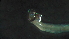  ( - 1P14)  @12 [ ] Copyright (2012) Jeffrey Ram Wayne State University School of Medicine
