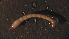  ( - 3-2T19)  @12 [ ] Copyright (2012) Jeffrey Ram Wayne State University School of Medicine