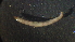  ( - 3T20)  @12 [ ] Copyright (2012) Jeffrey Ram Wayne State University School of Medicine