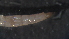  (Coelotanypus sp - 3W22)  @12 [ ] Copyright (2012) Jeffrey Ram Wayne State University School of Medicine