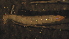 ( - 4J10)  @12 [ ] Copyright (2012) Jeffrey Ram Wayne State University School of Medicine