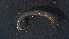  ( - 4X17)  @12 [ ] Copyright (2012) Jeffrey Ram Wayne State University School of Medicine