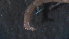  ( - 4X17)  @12 [ ] Copyright (2012) Jeffrey Ram Wayne State University School of Medicine