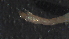  (Procladius sp - 4Z13)  @12 [ ] Copyright (2012) Jeffrey Ram Wayne State University School of Medicine