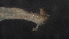  ( - 5G4)  @12 [ ] Copyright (2012) Jeffrey Ram Wayne State University School of Medicine
