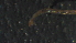  ( - 5D22)  @12 [ ] Copyright (2012) Jeffrey Ram Wayne State University School of Medicine