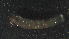  (Chironomus sp - 5RC11)  @12 [ ] Copyright (2012) Jeffrey Ram Wayne State University School of Medicine