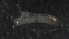  ( - 5RC13)  @12 [ ] Copyright (2012) Jeffrey Ram Wayne State University School of Medicine