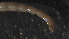  ( - 5RC14)  @12 [ ] Copyright (2012) Jeffrey Ram Wayne State University School of Medicine