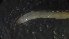  ( - 5W19)  @12 [ ] Copyright (2012) Jeffrey Ram Wayne State University School of Medicine