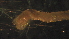  ( - 2-R-4)  @12 [ ] Copyright (2012) Jeffrey Ram Wayne State University School of Medicine