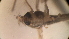  (Chironomus crassicaudatus - 126-TH)  @12 [ ] Copyright (2014) Jeffrey Ram Wayne State School of Medicine