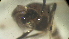  (Coelotanypus scapularis - 131-TH)  @12 [ ] Copyright (2014) Jeffrey Ram Wayne State School of Medicine
