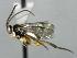  ( - CNCH2161)  @13 [ ] CreativeCommons - Attribution Non-Commercial Share-Alike (2016) Unspecified Canadian National Collection of Insects