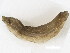  (Helobdella nununununojensis - WSU_Specimen-Sample#04)  @14 [ ] Unspecified (default): All Rights Reserved  Unspecified Unspecified