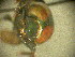  ( - FMNHINS2997168)  @12 [ ] CreativeCommons - Attribution (2015) Jonathan Choi Princeton University