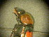  ( - FMNHINS2997171)  @12 [ ] CreativeCommons - Attribution (2015) Jonathan Choi Princeton University