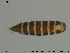  ( - KOS129)  @11 [ ] Creative Commons  Attribution Non-Commercial Share-Alike (2018) NTNU University Museum, Department of Natural History NTNU University Museum, Department of Natural History