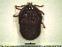  ( - CAS-T010)  @11 [ ] CreativeCommons - Attribution Non-Commercial (2012) Celestino Aguilar Smithsonian Tropical Research Institute
