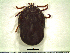  ( - CAS-T010)  @13 [ ] CreativeCommons - Attribution Non-Commercial (2012) Celestino Aguilar Smithsonian Tropical Research Institute