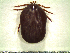  ( - CAS-T011)  @14 [ ] CreativeCommons - Attribution Non-Commercial (2012) Celestino Aguilar Smithsonian Tropical Research Institute