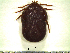  ( - CAS-T011)  @12 [ ] CreativeCommons - Attribution Non-Commercial (2012) Celestino Aguilar Smithsonian Tropical Research Institute