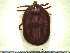  ( - CAS-T012)  @14 [ ] CreativeCommons - Attribution Non-Commercial (2012) Celestino Aguilar Smithsonian Tropical Research Institute