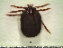  ( - CAS-T014)  @13 [ ] CreativeCommons - Attribution Non-Commercial (2012) Celestino Aguilar Smithsonian Tropical Research Institute