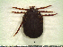  ( - CAS-T014)  @14 [ ] CreativeCommons - Attribution Non-Commercial (2012) Celestino Aguilar Smithsonian Tropical Research Institute