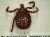  ( - CAS-T019)  @13 [ ] CreativeCommons - Attribution Non-Commercial (2012) Celestino Aguilar Smithsonian Tropical Research Institute