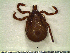  ( - CAS-T019)  @12 [ ] CreativeCommons - Attribution Non-Commercial (2012) Celestino Aguilar Smithsonian Tropical Research Institute